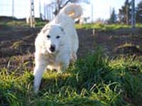 abruzzese mastiffs